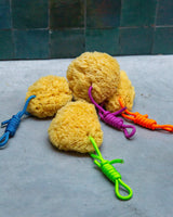 Mediterranean natural sponge - Suite 702 - various colors